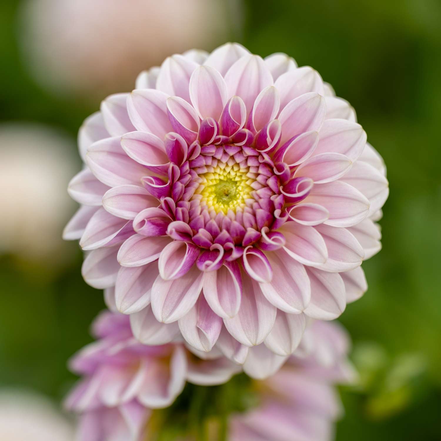 Dahlie 'Pink Silk'